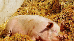 Зърнени житни фуражи подходящи за хранене на свинете