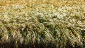 Добруджа: Ечемикът дава по-високи добиви от пшеницата - Снимка 1