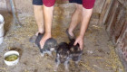 Продавам 3 бр. малки кучета на 60 дни ,порода немска овчарка - Снимка 1