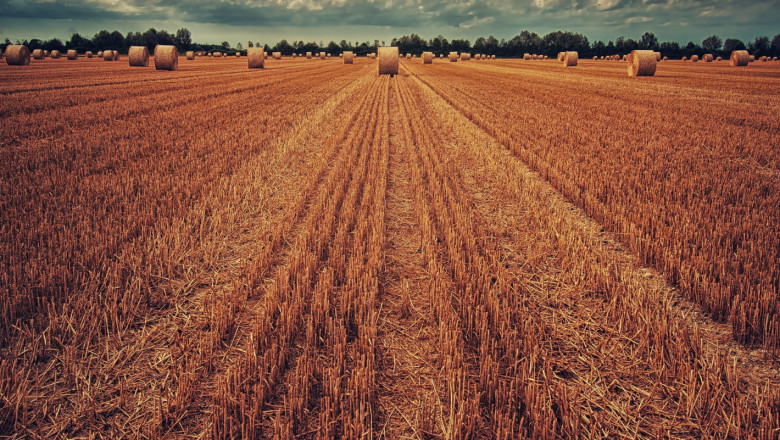 Дъждове спряха жътвата на последните пшенични ниви
