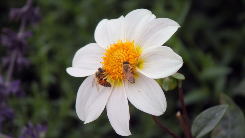 Грижи за пчелите през август