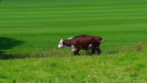 Размножаване на говедата чрез кръстосване - Agri.bg