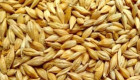 Купуваме пшеница , рапица и ечемик - Снимка 1