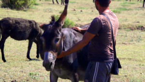Единствената ферма за магарета у нас отглежда над 400 животни (ВИДЕО) - Agri.bg