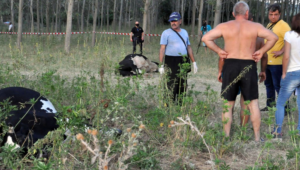 Десетки крави са мъртви след водопой от река Марица - Agri.bg