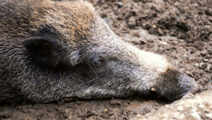 Обявиха още 17 заразени с чума диви прасета