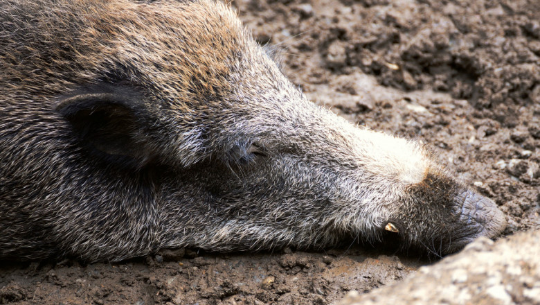 Обявиха още 17 заразени с чума диви прасета