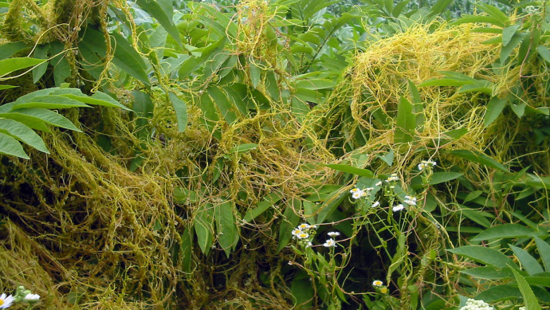 Кускута( Кукувича прежда)- семената запазват кълняемостта си в почвата до 5-6 години