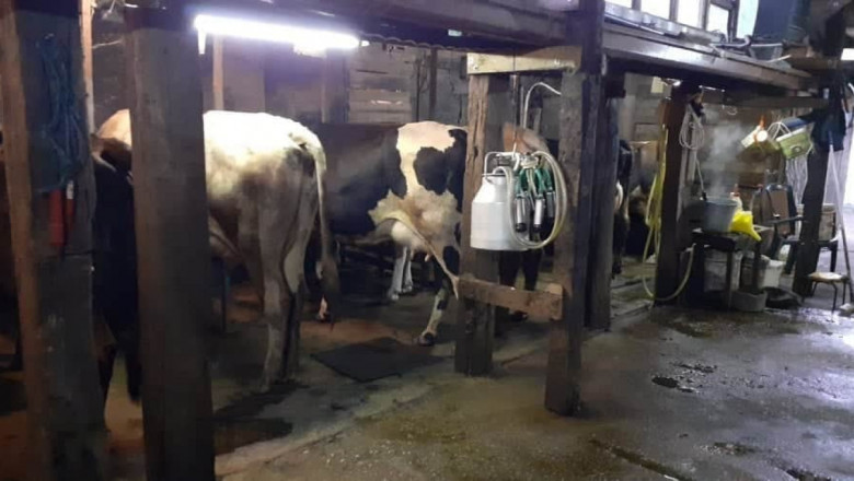 Стопаните на отровените крави: Всички бяха бременни