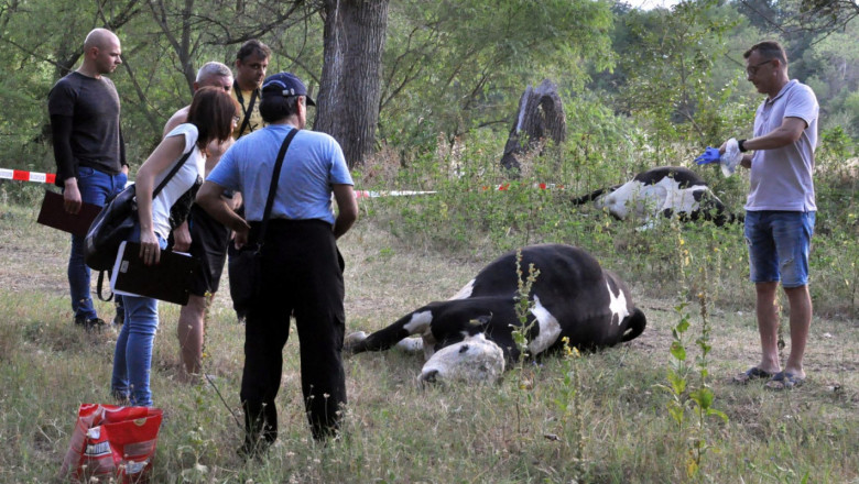 Отпускат de minimis за собственика на отровените крави