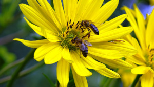 Злокачественият американски гнилец е най-упоритата заразна болест по пилото на пчелите