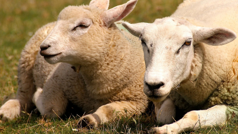 Алопеция, или по народному казано - косопад при овцете