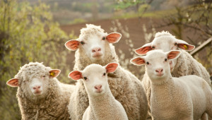 De minimis за овце, кози и биволи: Колко предлага министерството?