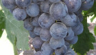 Продава грозде за вино и ракия - Снимка 2