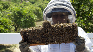ДФЗ: Пчеларите получиха кредити за над 500 000 лв.