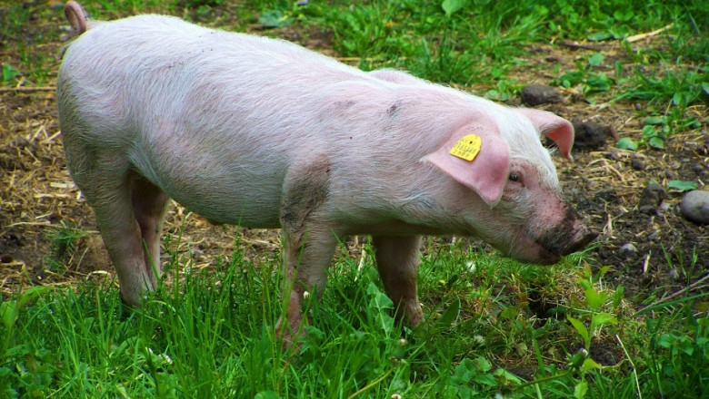 Биологични особености на свинете
