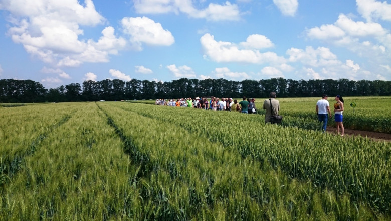 Тенденция: Засилва се интересът към българската селекция от пшеница