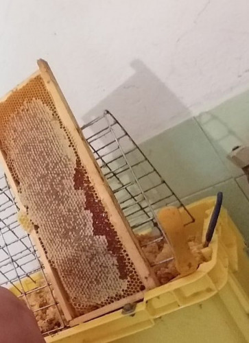 Продавам чист пчелен мед на едро - Снимка 2
