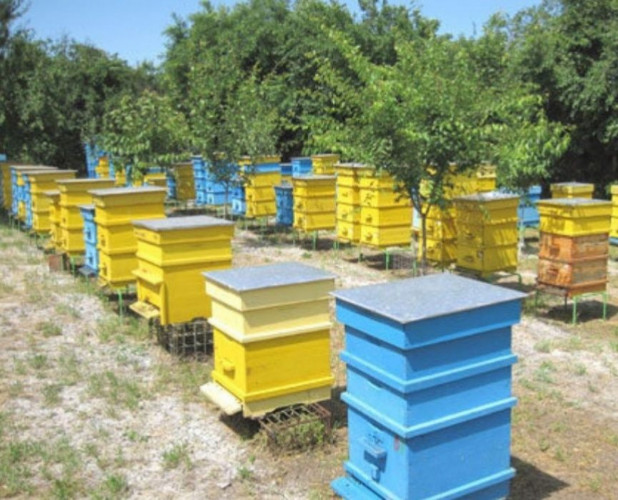 Продавам чист пчелен мед на едро - Снимка 3