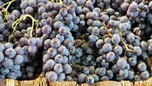 Сортове грозде за производство на червени вина