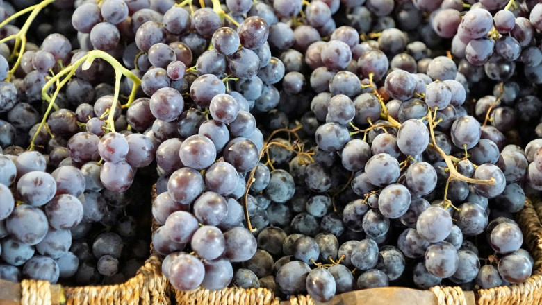 Сортове грозде за производство на червени вина