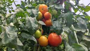 Стопани: Оранжерийният домат държи висока цена заради разходите - Снимка 1