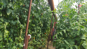 Стопани: Оранжерийният домат държи висока цена заради разходите - Снимка 2
