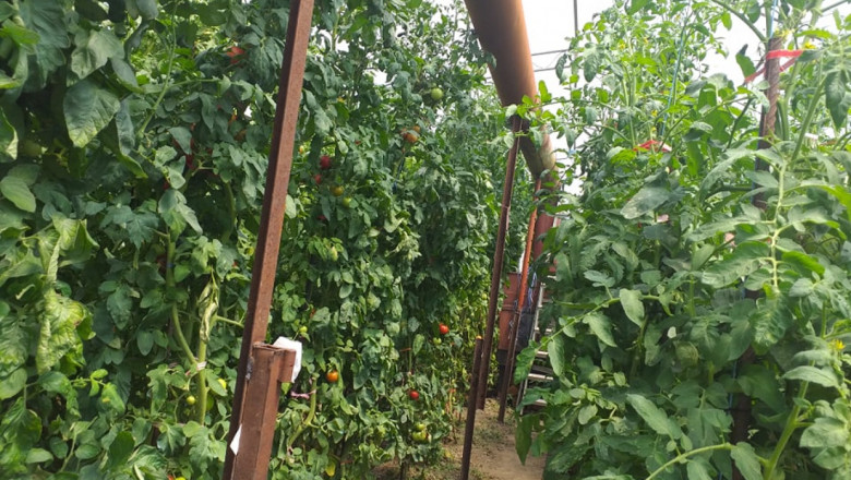 Стопани: Оранжерийният домат държи висока цена заради разходите
