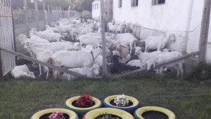 Българска ферма: Кашкавал за скара, балкански въздух и кози - Снимка 2