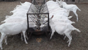 Българска ферма: Кашкавал за скара, балкански въздух и кози - Снимка 4