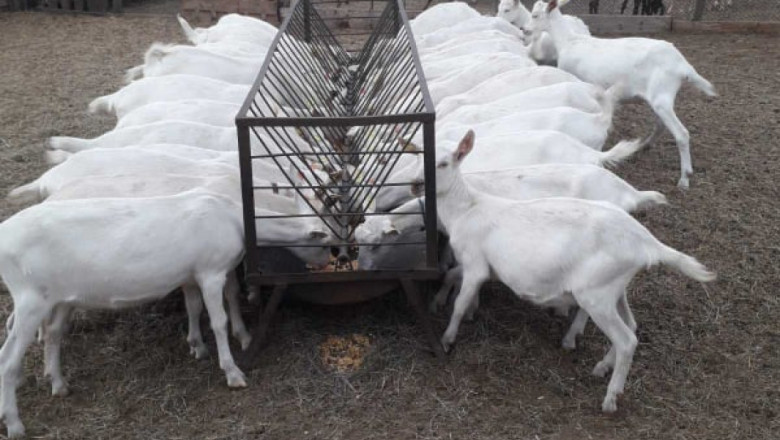 Българска ферма: Кашкавал за скара, балкански въздух и кози