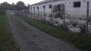 Българска ферма: Кашкавал за скара, балкански въздух и кози - Снимка 7