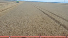 Семена Пшеница И Ечемик - Снимка 5