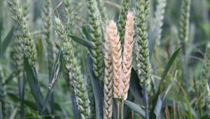 Експортните цени на руската пшеница тръгнаха надолу