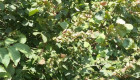 Орехова градина - Снимка 5