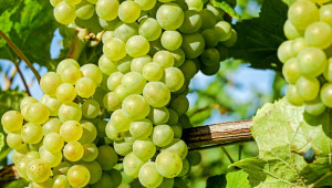 Сортове грозде за производство на бели вина - Agri.bg