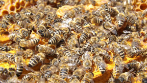 Неприятели, които унищожават восъчните пити в пчелното семейство и склада