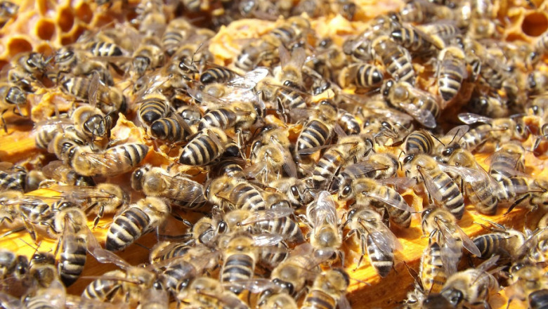 Неприятели, които унищожават восъчните пити в пчелното семейство и склада