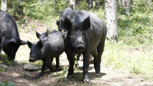 Най-после: Платиха обезщетенията за Източнобалканските свине - Agri.bg