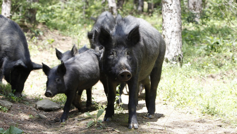Най-после: Платиха обезщетенията за Източнобалканските свине