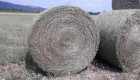 Продавам сено на рулонни бали 100 лв за тон регион Пазарджик - Снимка 1