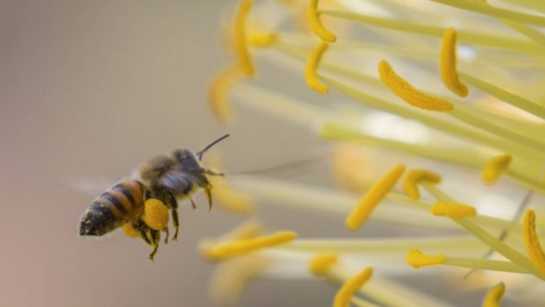 Интересни факти за пчелите