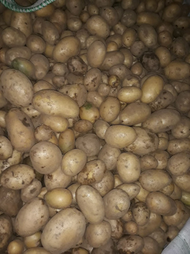 Продажба на картофи - Снимка 1