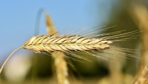 Пшеница: Борсовите цени са в режим на падане