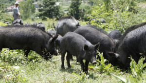 Българските породи: Източнобалканска свиня (част 1) - Снимка 3