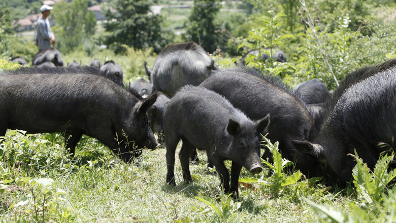 Българските породи: Източнобалканска свиня (част 1)