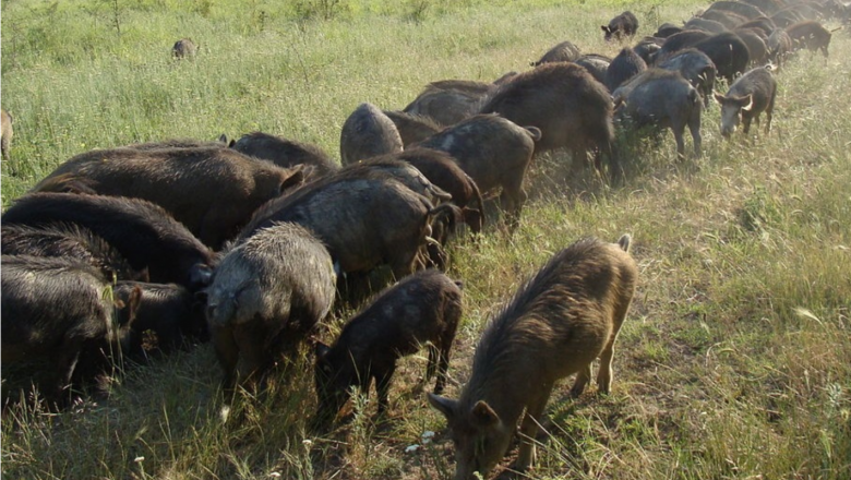 Българските породи: Източнобалканска свиня (част 2)