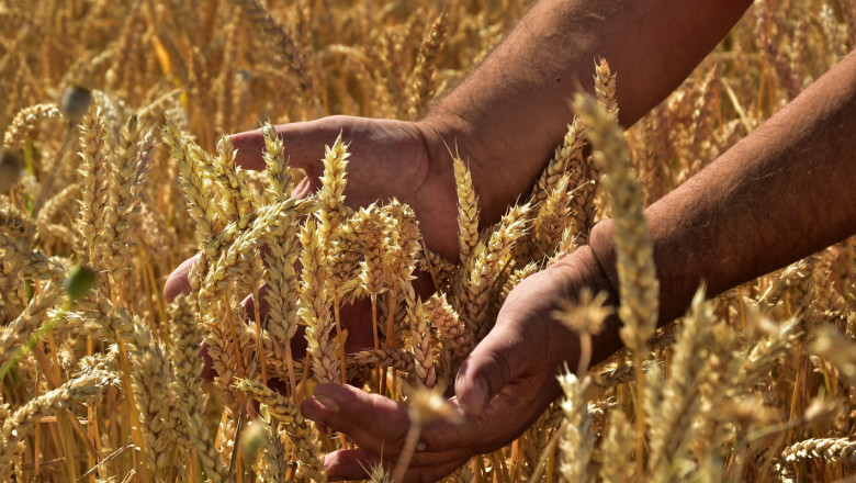 Борси: Цените на зърното вървят към изравняване