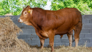 ЕК одобри 50 млн. евро държавна помощ за говедовъдите в Ирландия