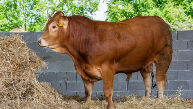 ЕК одобри 50 млн. евро държавна помощ за говедовъдите в Ирландия